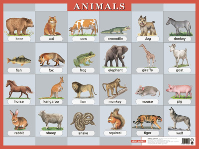 Animals. Животные. Наглядное пособие